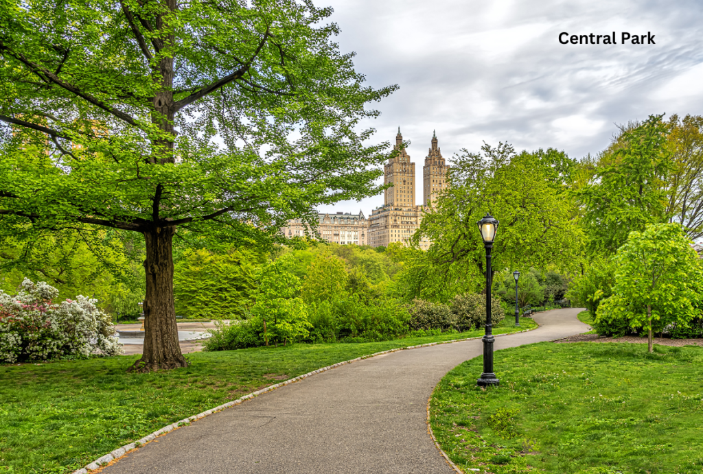 "Lush greenery and winding paths of Central Park, a must-see among places to visit in New York City, perfect for a peaceful stroll."

