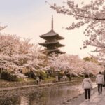 Best Time to Visit Japan for Cherry Blossoms 2026